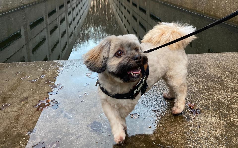 Vuurwerkvrij wandelen met je hond in Waterloopbos bij Marknesse met